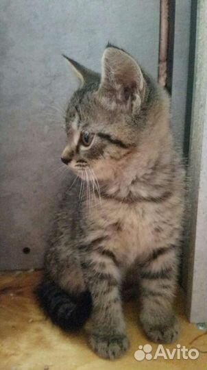 Котята британцы полукровки