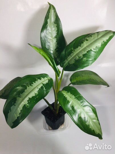 Аглаонема Стрелиция Филодендрон Антуриум