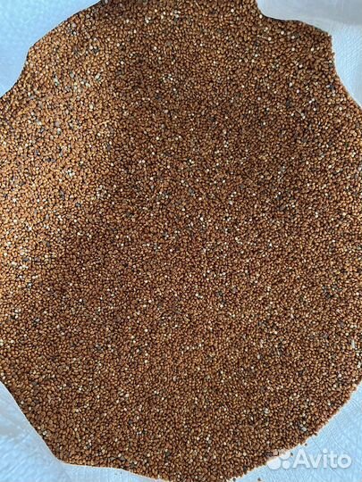 Зерно пшеница ячмень кукуруза овёс просо