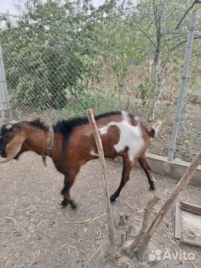 Козёл на племя