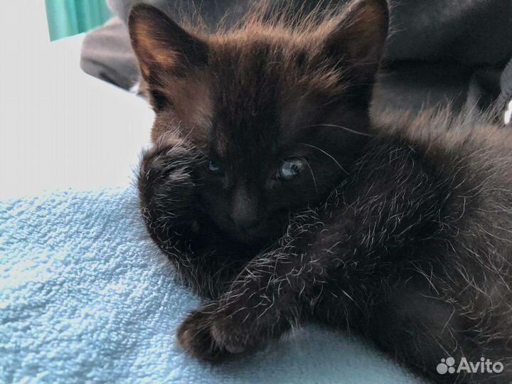 Котенок в добрые руки