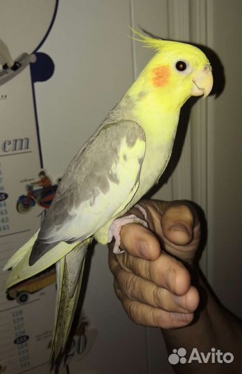 Молодой Попугай корелла