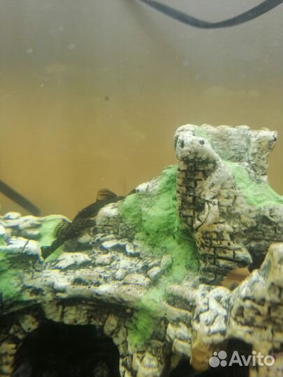 Сомики анцитрусы