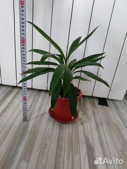 Кордилина зеленая (драцена)