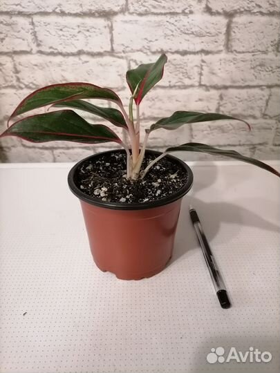 Аглаонема Крит