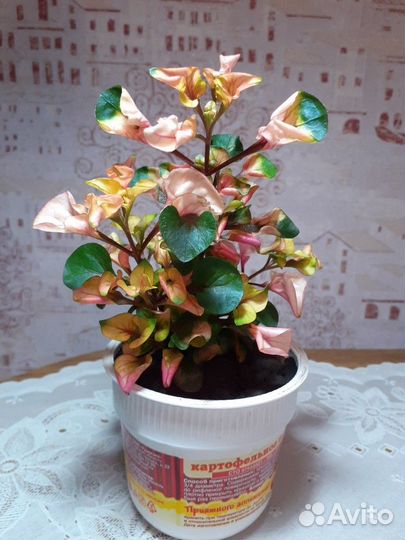 Альтернатера