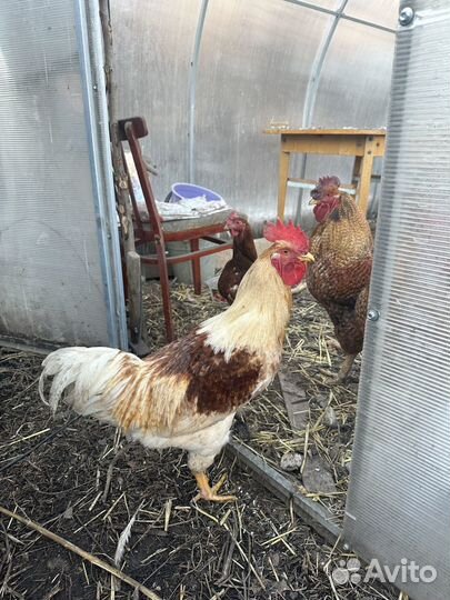 Молодые петухи