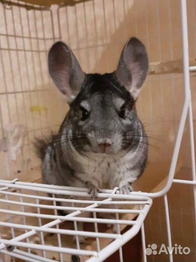 Шиншилла с клеткой