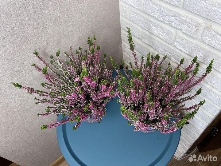 Каллуна комнатные цветы