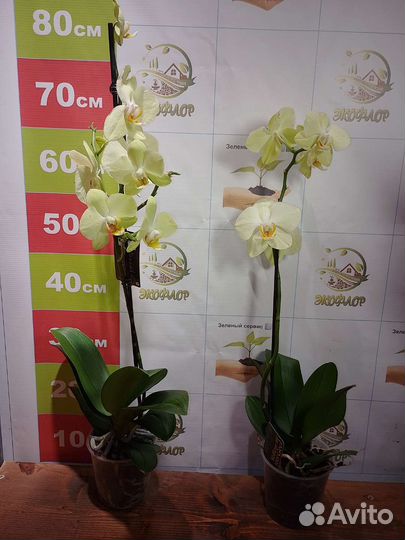 Орхидея фаленопсис