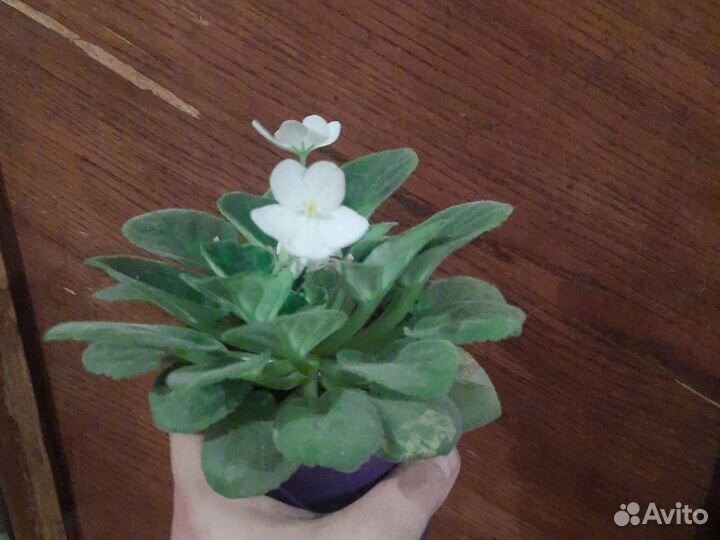 Фиалка белая