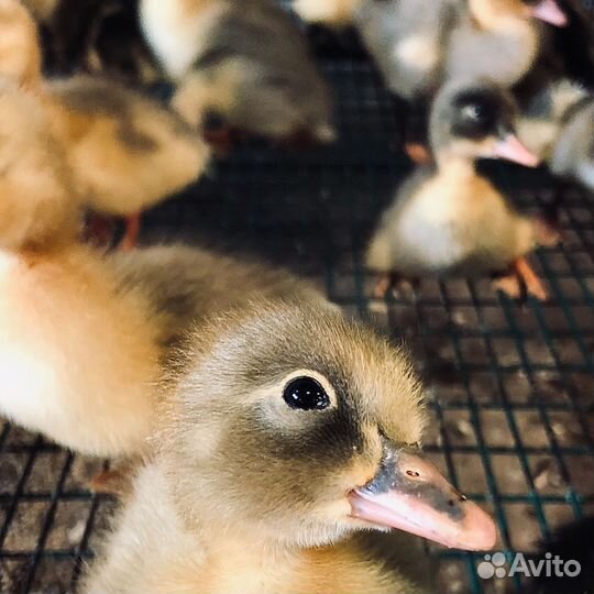 Домашняя птица