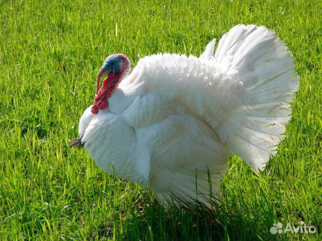 Индюшата биг-6, вылупились 26.04