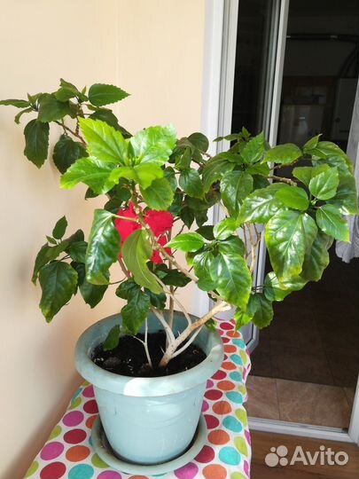 Гибискус китайская роза