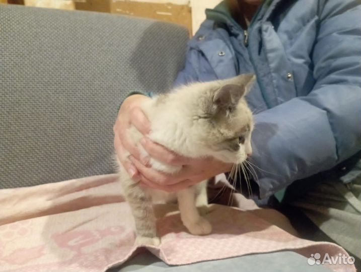 Котенок в добрые руки