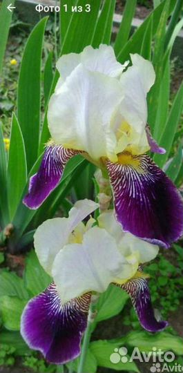 Лабазник / таволга, Ирисы, Фиалка садовая, Герань