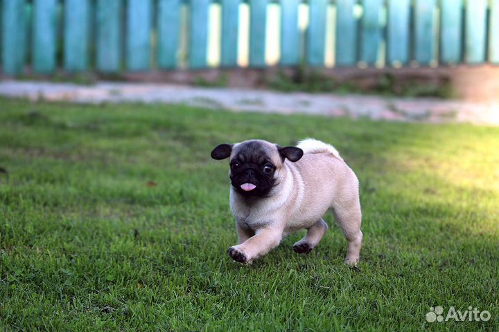 Щенки мопса из питомника