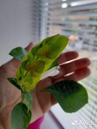 Белопероне комнатное растение