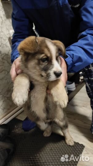 Собака в добрые руки отдам бесплатно