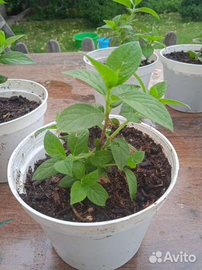 Самарская Лидия,Гортензия