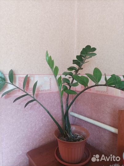 Замиокулькас