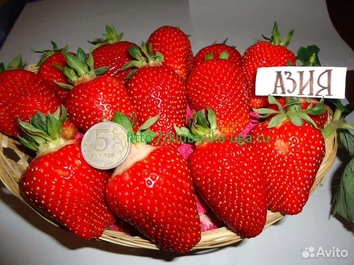 Саженцы клубники сорта Азия и Джоли