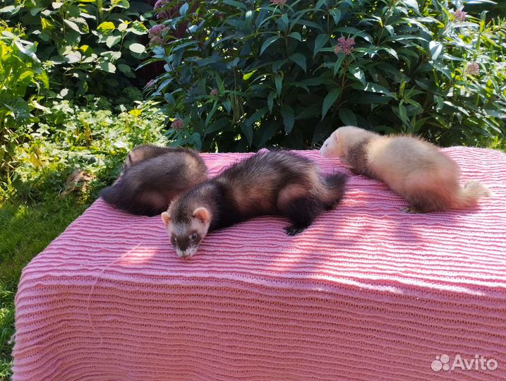 Хорек. Доставка. Ветпаспорт