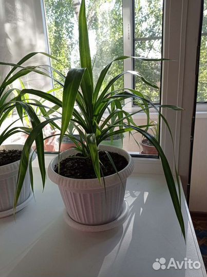Панданус комнатный цветок