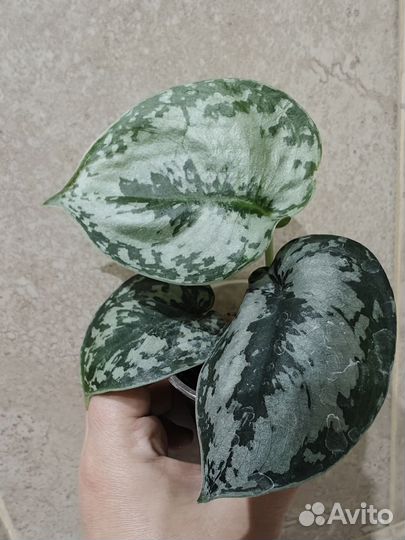 Сциндапсус пиктус треби