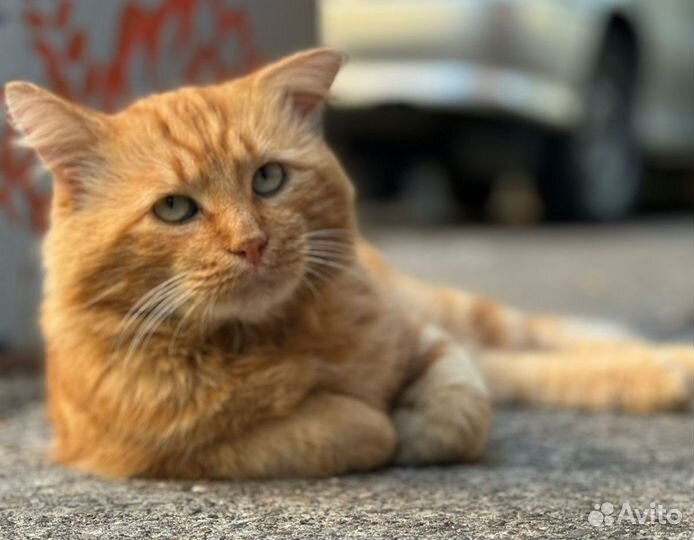 Красавец ищет дом