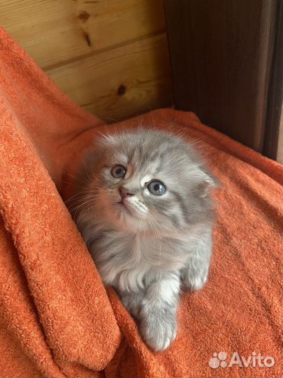 Шотландские котята
