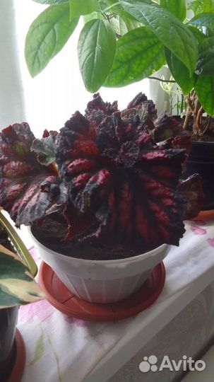 Комнатные цветы