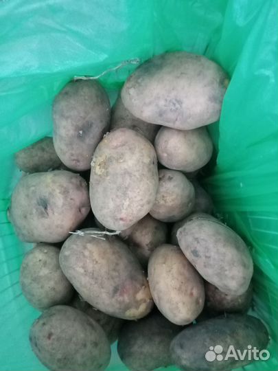 Продам картофель
