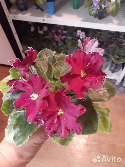 Фиалка в горшках