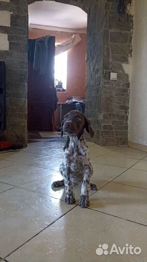 Щенки курцхаара