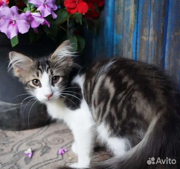 Котенок в добрые руки