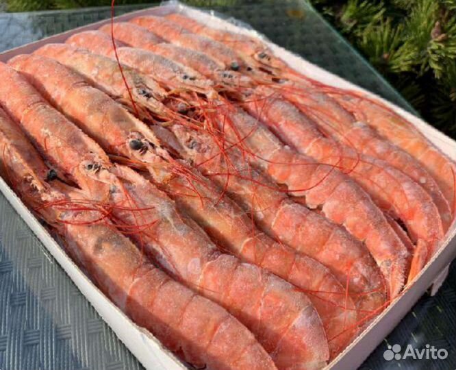 Аргентинская креветка L1 (Лангустины) с головой