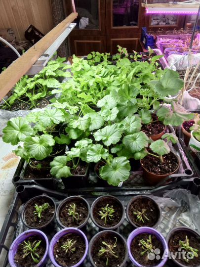 Петунья в ассортименте