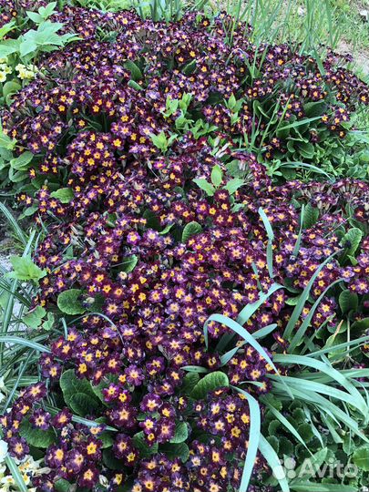 Примула два сорта