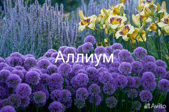 Аллиум луковицы