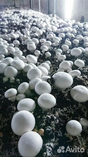 Субстрат,компост Шампиньонов