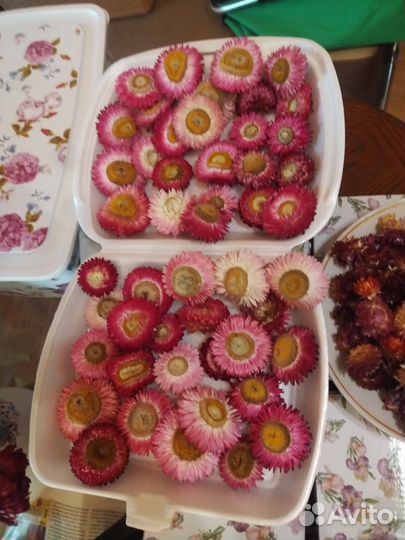 Для творчества сухоцветы, гелихризиум