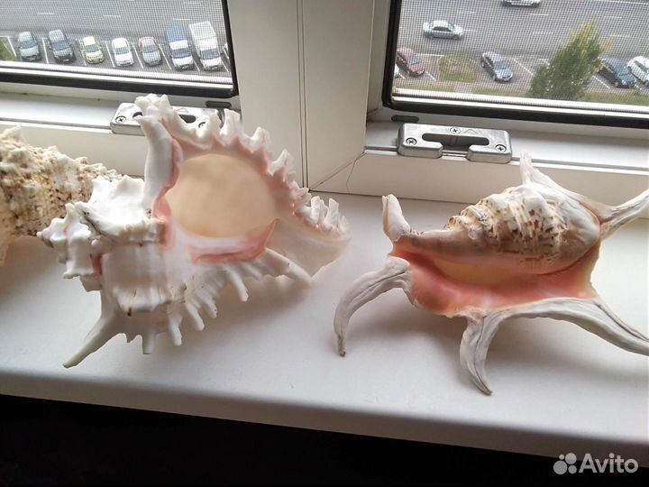 Морские раковины