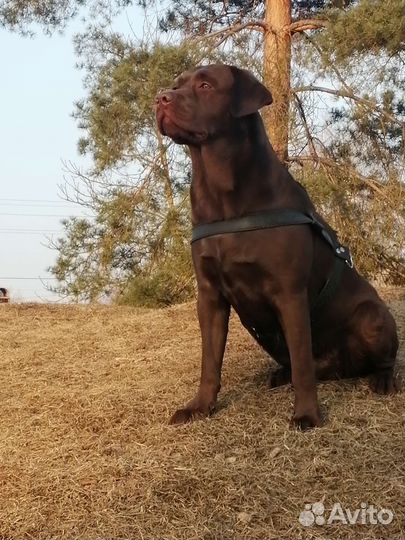 Лабрадор. Вязка