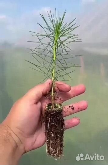 Сосна, ель сеянцы с окс и зкс