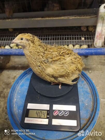 Яйца перепелиные инкубационные