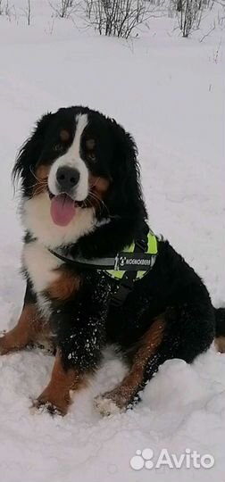 Вязка кобель Бернского зенненхунда