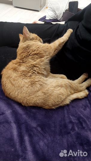 Кот