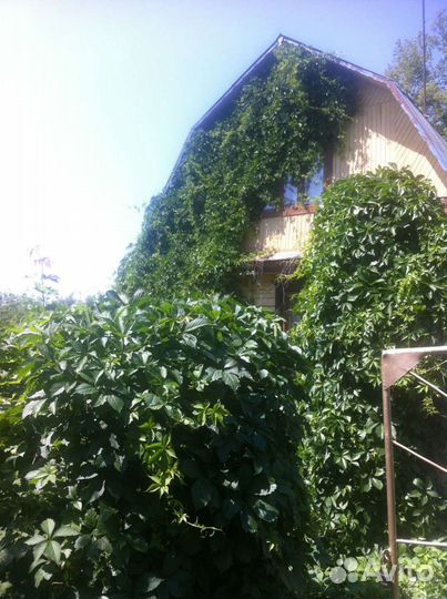 Саженцы девичий виноград длинна метр