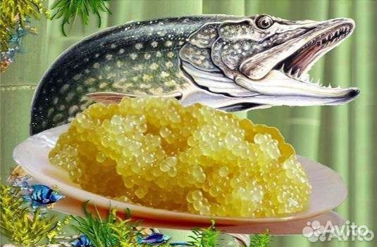 Икра Красная. Икра Щуки Свежая Охлаждёнка 2024